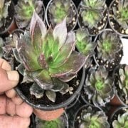 Echeveria Sukulent No 15 (9 luk Saksıda)