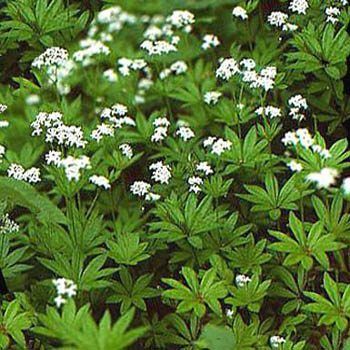 Asperula Odorata or Galium Odoratum İnce Otu  Tohumu(10 tohum)