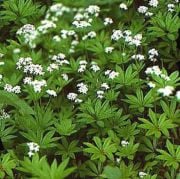 Asperula Odorata or Galium Odoratum İnce Otu  Tohumu(10 tohum)