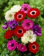 Coronaria St. Brigid Mix Anemon Çiçeği Soğanı
