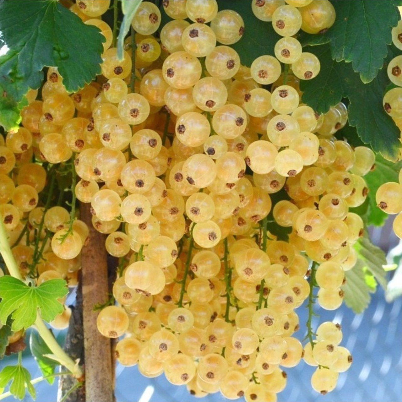 Açık Kök Sarı Frenk Üzümü Fidanı