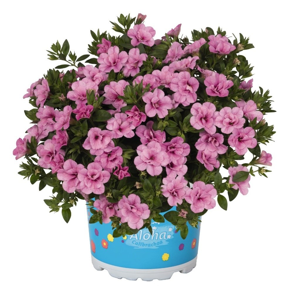 Aloha Double Soft Pink Katmerli Petunya Çiçeği Fidesi(3 adet)
