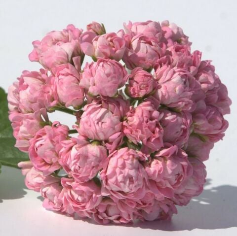 Koleksiyonluk Norrland Katlı Çiçekli Olan Gül  Sardunya Çiçeği Fidesi (1 adet)