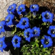 Stemless Gentiana Acaulis Kantoron Otu Tohumu(20 tohum)