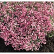Pembe Bahar Yıldızı Çiçek Tohumu (500 tohum)