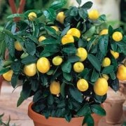 Tüplü Soğuklara Dayanıklı Yarı Bodur Mayer Limon Fidanı