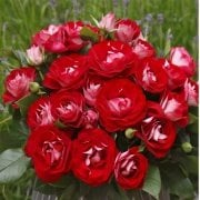 Açık Kök Ödüllü Rose Der Einheit Yediveren Gül Fidanı