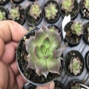 Echeveria Sukulent No 21 (5.5 luk Saksıda)