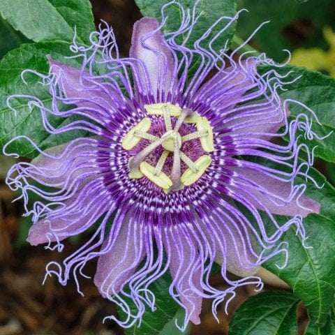 Tüplü Passiflora İncarnata Fidanı (40-50 cm)