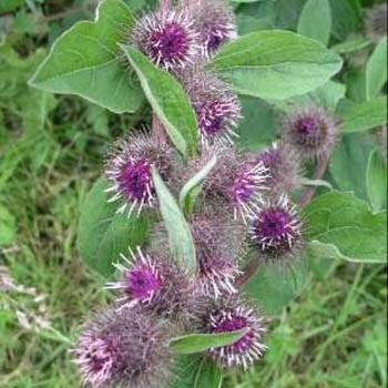 Dul Avrat Otu(Arctium Lappa) Tohumu(20 tohum)