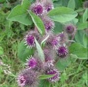 Dul Avrat Otu(Arctium Lappa) Tohumu(20 tohum)