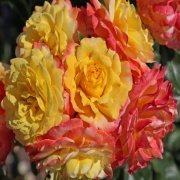 Açık Kök Ödüllü Rose Der Hoffunug Yediveren Gül Fidanı