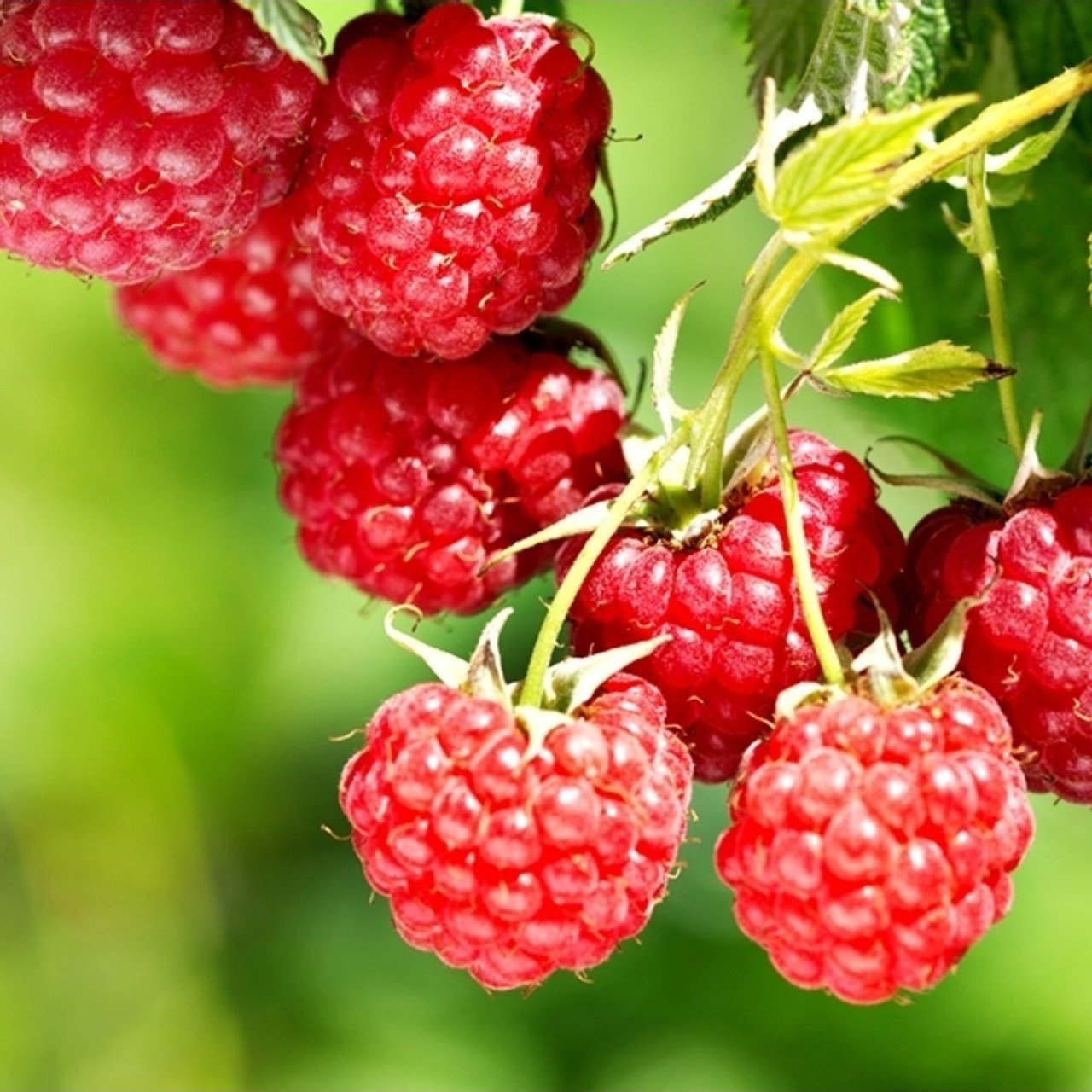 Açık Kök Ruby Ahududu ( Frambuaz )Fidanı