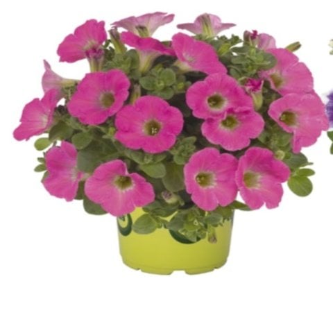 Potunia Plus Hot Pink Petunya Çiçeği Fidesi (3 adet)