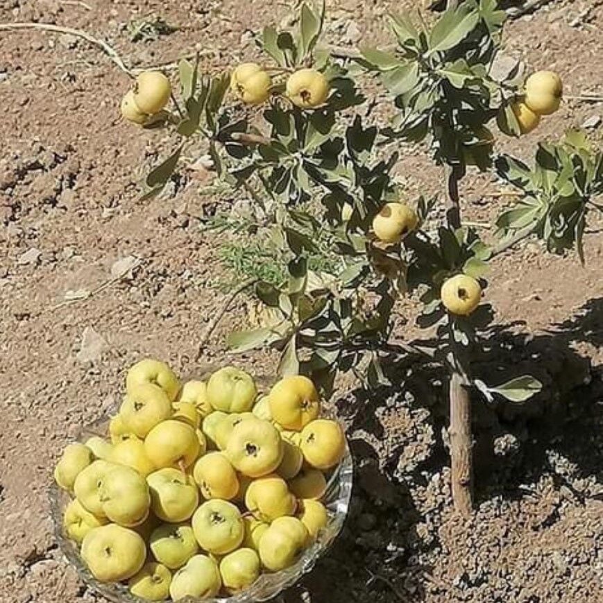 Tüplü Aşılı İri Meyveli Sarı Alıç Fidanı (60-100 Cm)