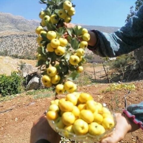 Tüplü Aşılı İri Meyveli Sarı Alıç Fidanı (60-100 Cm)