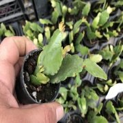 Schlumbergera Kaktüs No 24 (5.5 luk Saksıda)