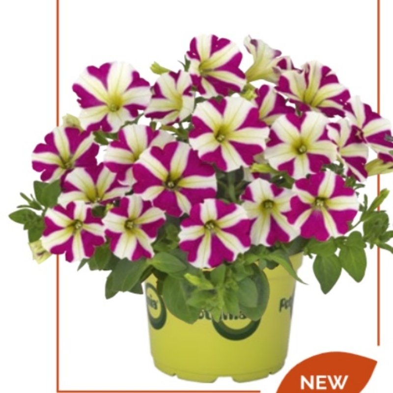 Potunia Plus Magenta Star Petunya Çiçeği Fidesi (3 adet)