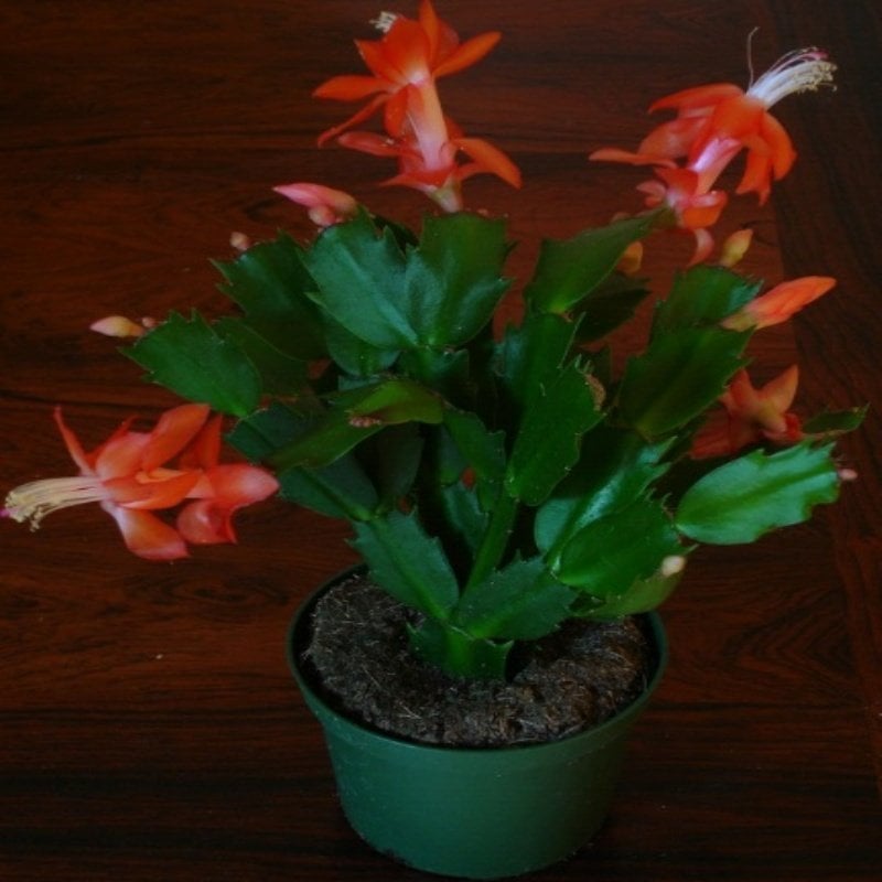 Schlumbergera Kaktüs No 24 (5.5 luk Saksıda)