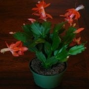 Schlumbergera Kaktüs No 24 (5.5 luk Saksıda)