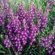 Skullcap Çiçeği Tohumu(10 tohum)
