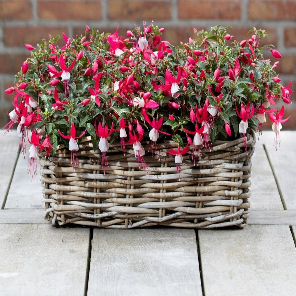 Evita Bella Fuchsia Sarkıcı Küpe Çiçeği Fidesi (2 adet)