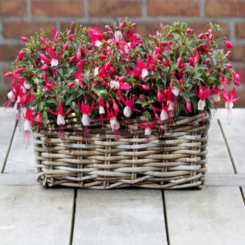Evita Bella Fuchsia Sarkıcı Küpe Çiçeği Fidesi (2 adet)