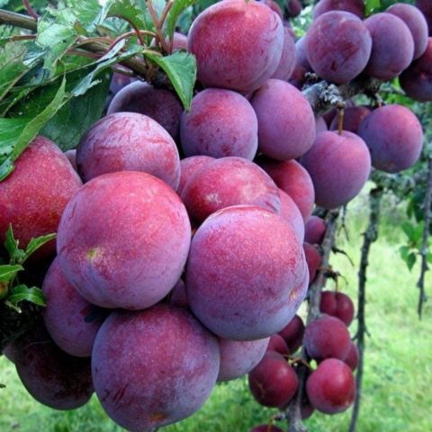 Açık Kök Yarı Bodur October Sun Erik Fidanı