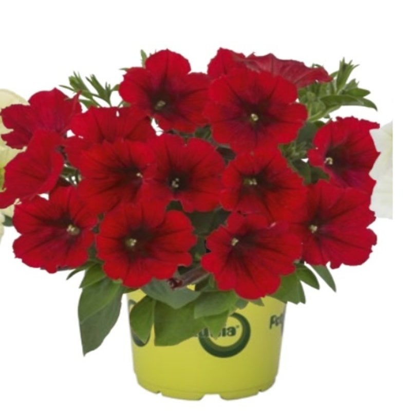 Potunia Plus Red  Petunya Çiçeği Fidesi (3 adet)