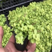 Sedum Golden Nana No 28 (5.5 luk Saksıda)