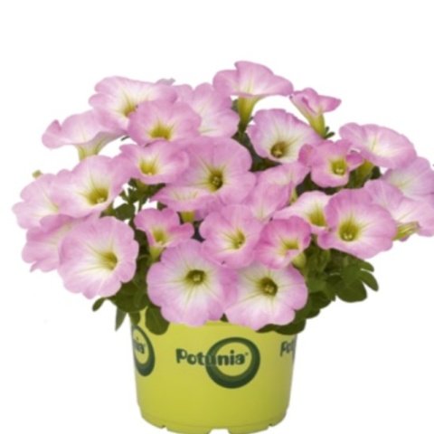 Potunia Plus Serisi Pink Petunya Çiçeği Fidesi (3 adet)