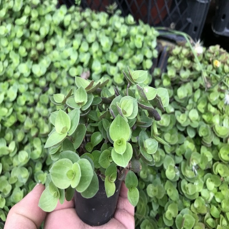 Sedum Spironema No 29 (5.5 luk Saksıda)