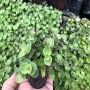 Sedum Spironema No 29 (5.5 luk Saksıda)