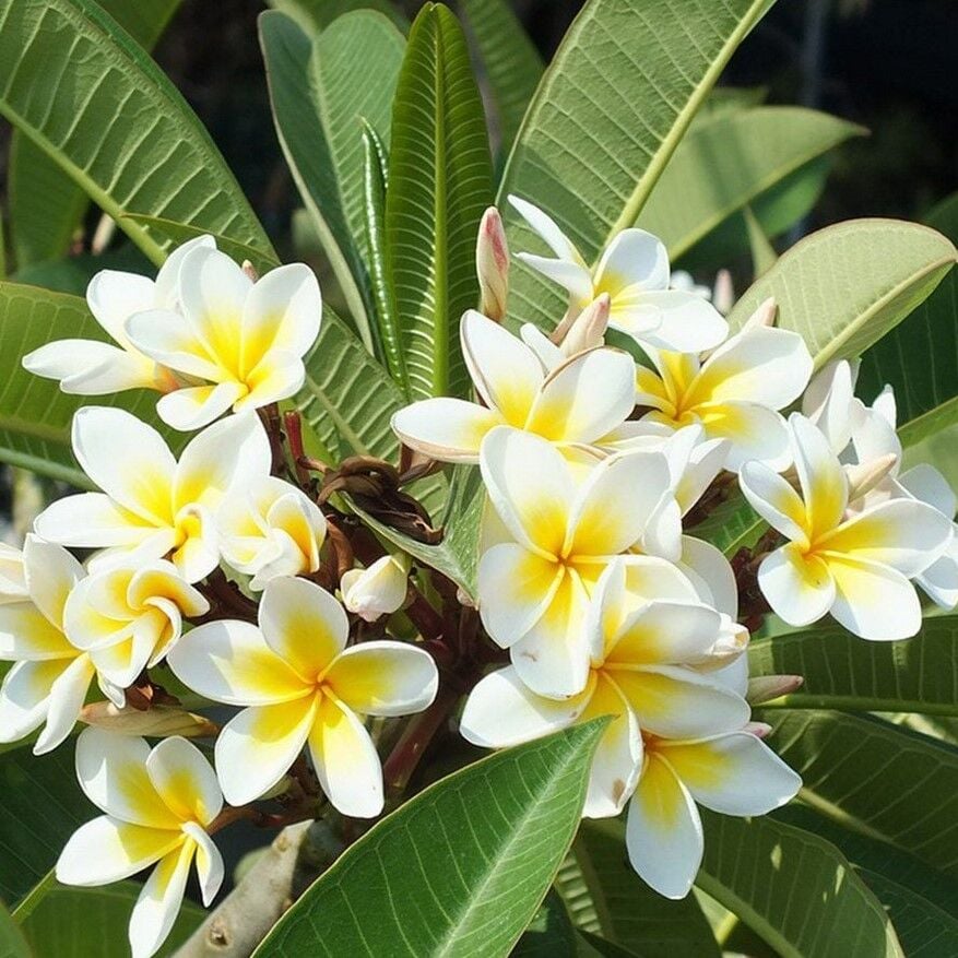 Saksıda Yoğun Kokulu Plumeria Çiçeği Fidanı (15-30 cm)