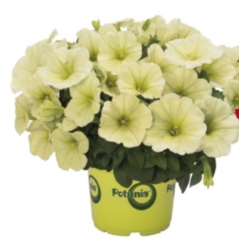 Potunia Plus Serisi Pink Petunya Çiçeği Fidesi (3 adet)