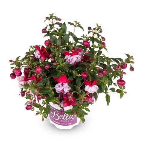 Julia Bella Fuchsia Sarkıcı Küpe Çiçeği Fidesi (2 adet)