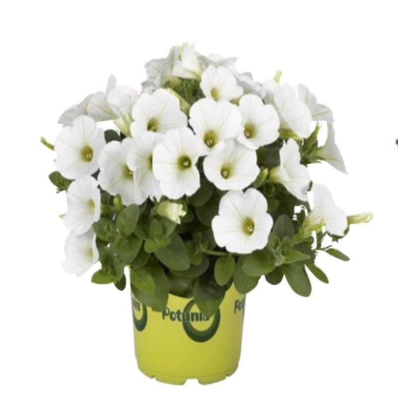 Potunia Plus Serisi White Petunya Çiçeği Fidesi (3 adet)