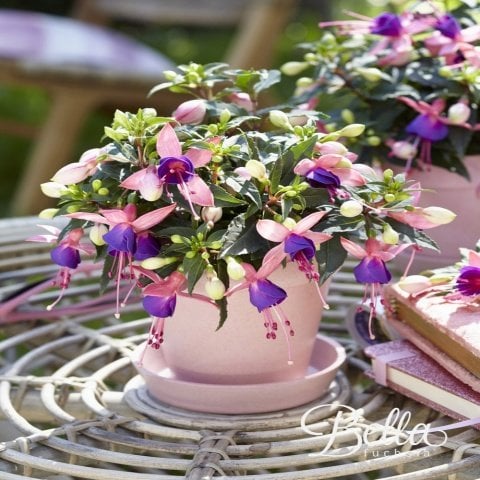 Mariska Fuchsia Sarkıcı Küpe Çiçeği Fidesi (2 adet)