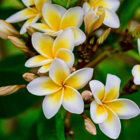 Çiçek Açma Yaşında Saksıda Yoğun Kokulu Amerikan Fulu Plumeria Çiçeği Fidanı (50-'100 cm)