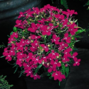 Riviera Rose Obrizya Çiçeği Fidesi (50 adet)