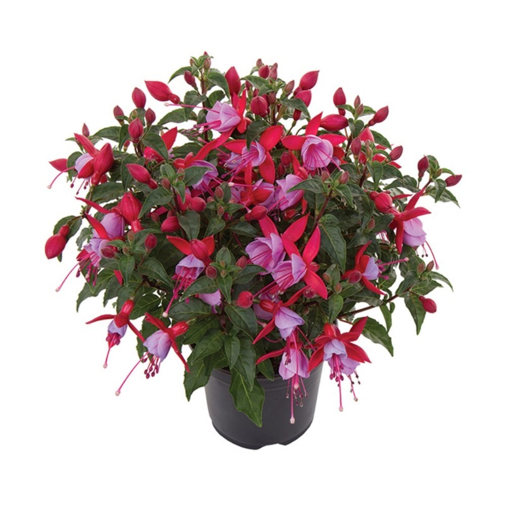 Nikita Fuchsia Sarkıcı Küpe Çiçeği Fidesi (2 adet)