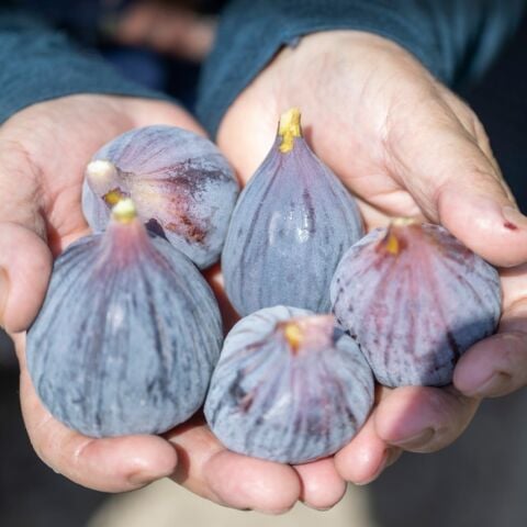 Aroması Yüksek Tüplü Erkenci Verimli Tarsus Karası Siyah İncir Fidanı