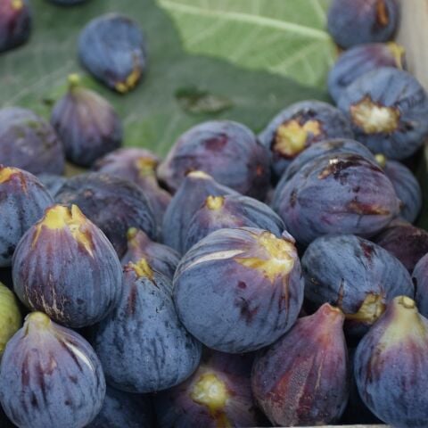 Aroması Yüksek Tüplü Erkenci Verimli Tarsus Karası Siyah İncir Fidanı