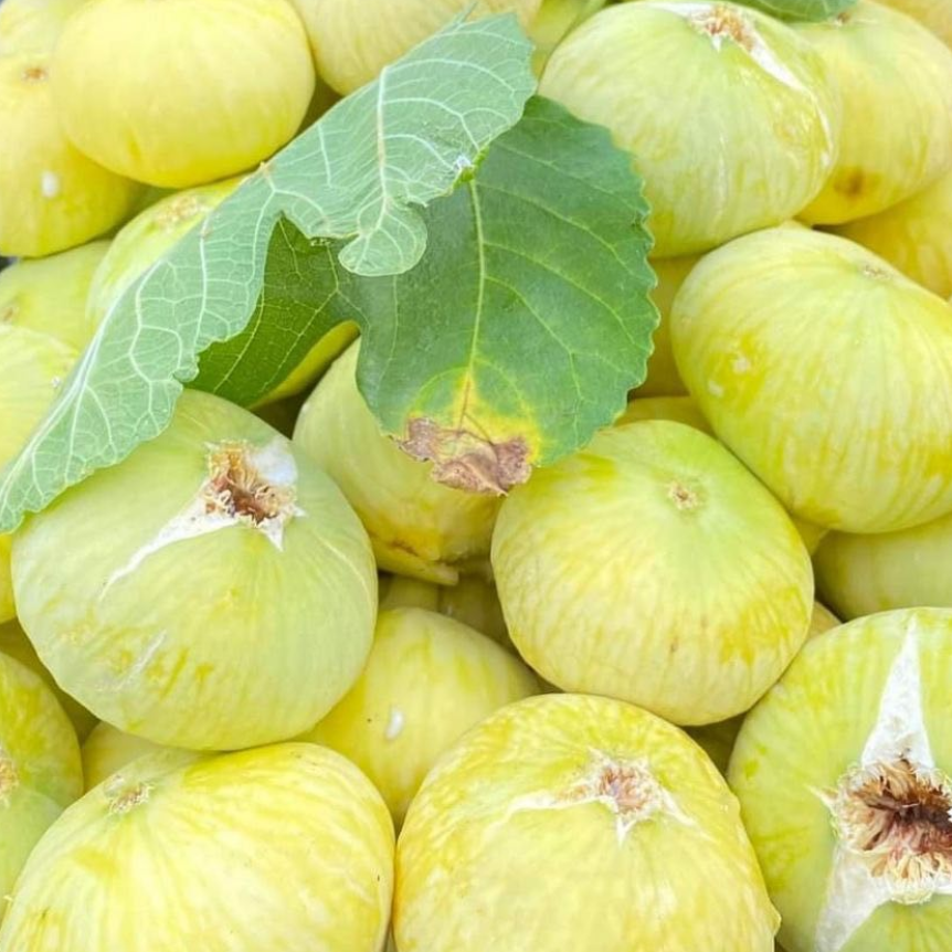 Tüplü Kahramanmaraş İri Meyveli Abbas İnciri Fidanı