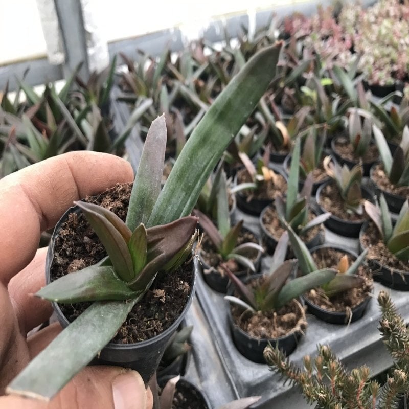 Gasteraloe Sukulent No 50 (5.5 luk Saksıda)