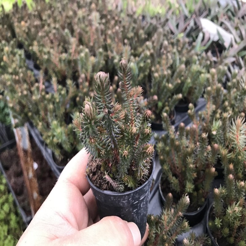 Sedum Acre Chocolote No 49 (5.5 luk Saksıda)