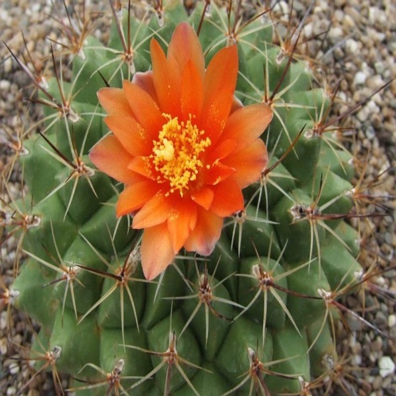 Thelocactus Conothelos Kaktüs Çiçeği Tohumu (5 tohum)