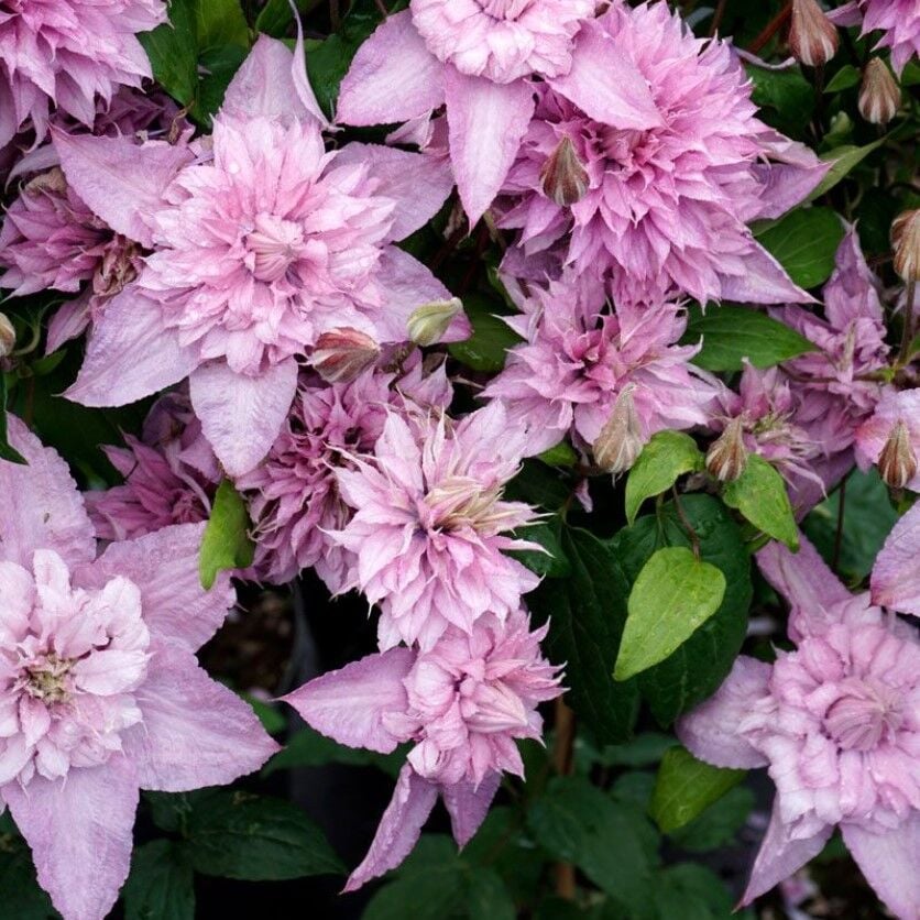 Multi Pink Katmerli İri Çiçekli Clematis Orman Asması Çiçeği Fidanı (5-10 cm)