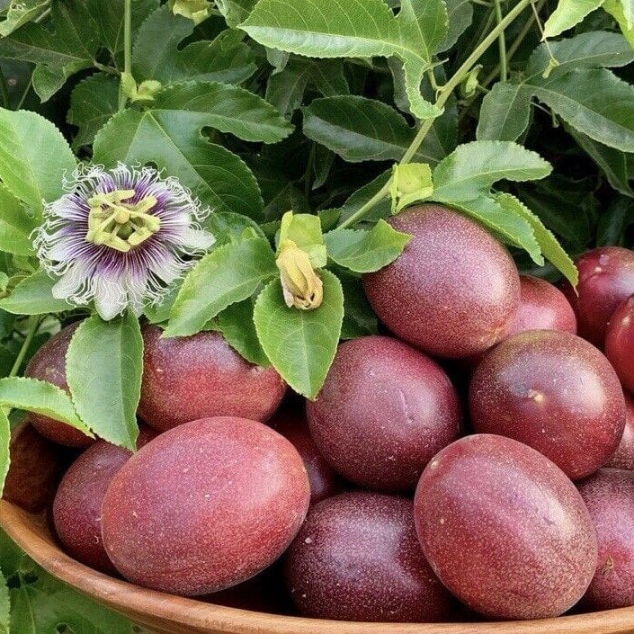 Tüplü Passiflora Edulis Maruçya Fidanı