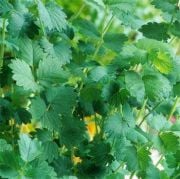 Aromatik Yeşil Yapraklı  Sanguisorba Minor(Çayır Düğmesi) Bitkisi Tohumu(40 tohum)